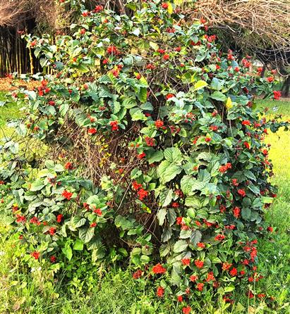 Clerodendrum splendens